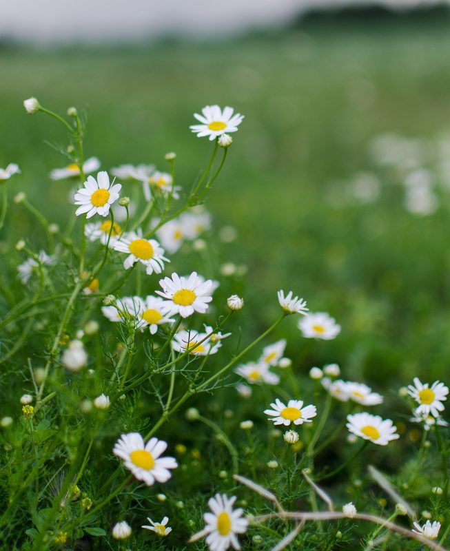 chamomile-4751118_1920